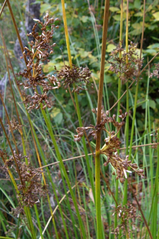 Изображение особи Juncus effusus.