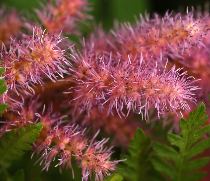 Изображение особи Astilbe chinensis.