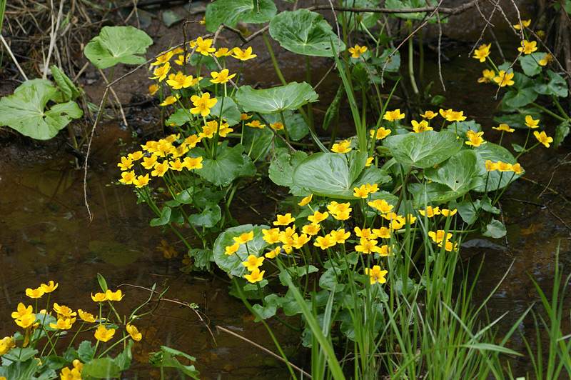 Изображение особи Caltha palustris.