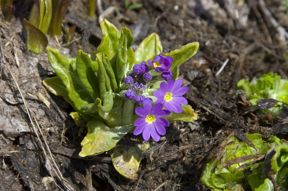 Изображение особи Primula auriculata.