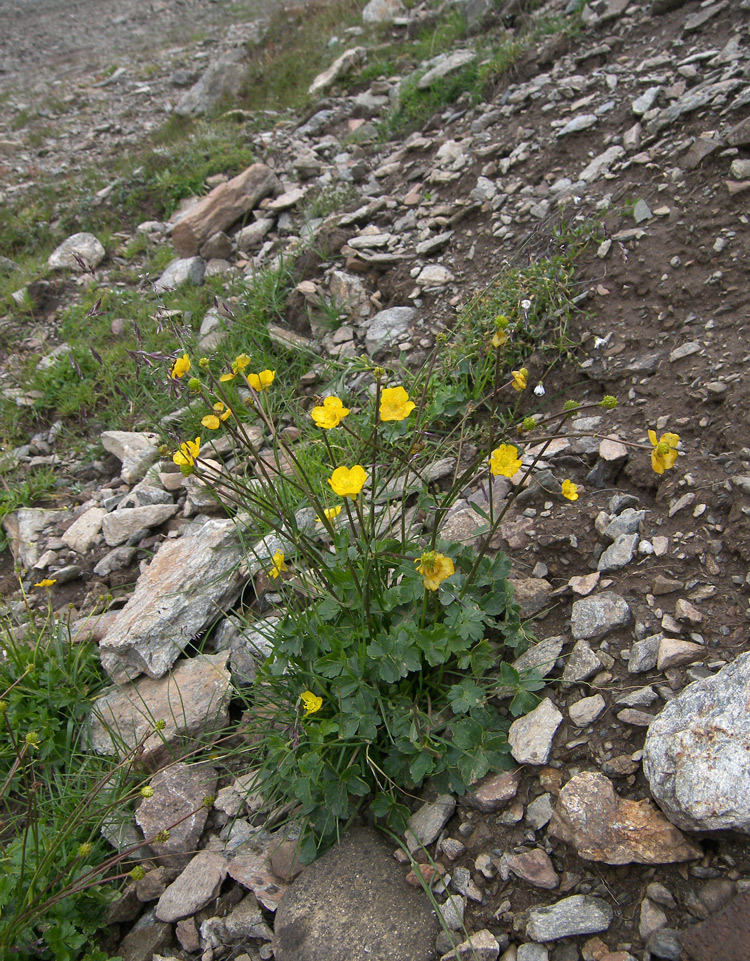 Image of Ranunculus brachylobus specimen.