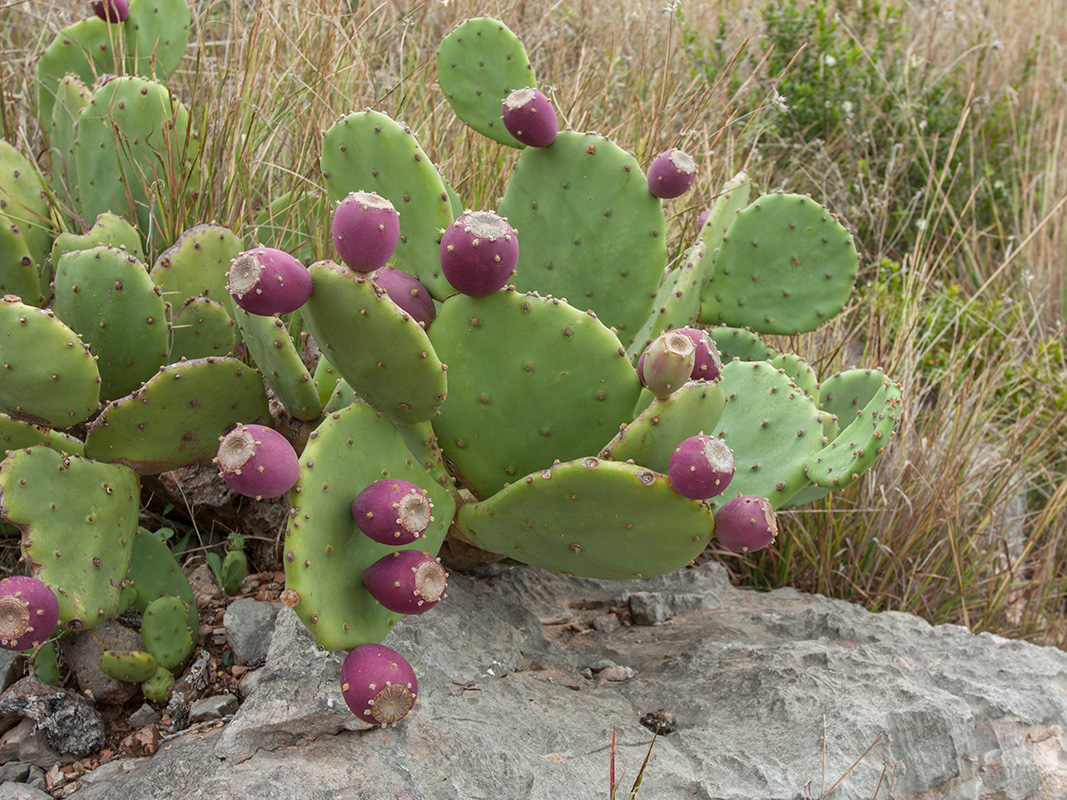 Изображение особи Opuntia stricta.