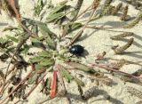 Plantago coronopus. Плодоносящее растение с путешествующим жуком - ?. Испания, Андалусия, г. Тарифа. Август 2015 г.