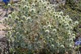 Eryngium campestre. Цветущее растение на ракушечном пляже. Крым, Арабатская стрелка. 24.07.2015.