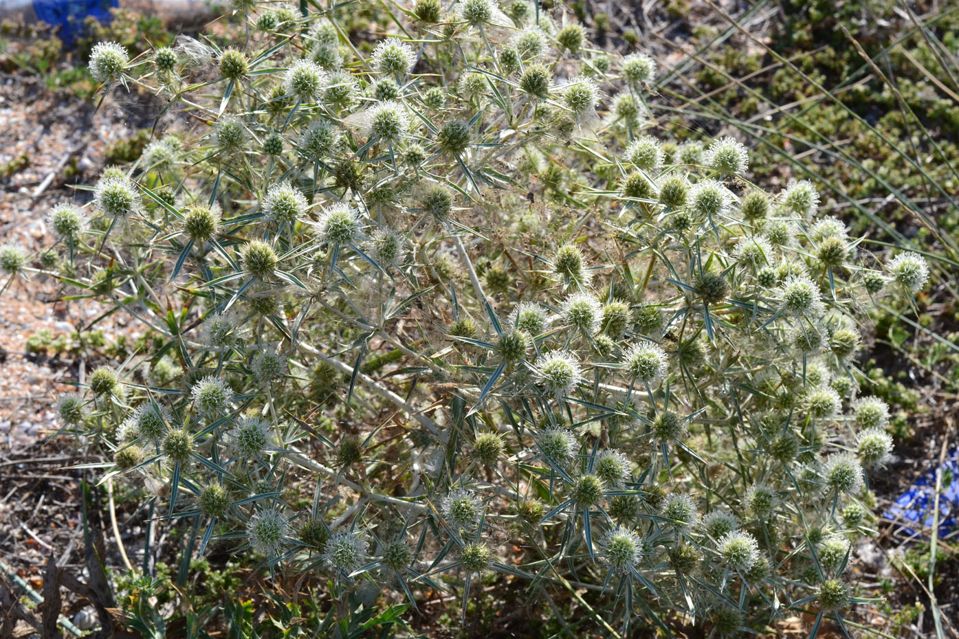 Изображение особи Eryngium campestre.