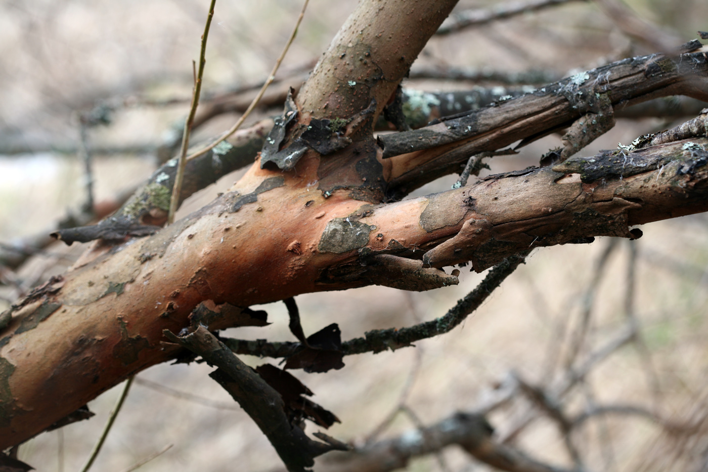 Image of Salix triandra specimen.