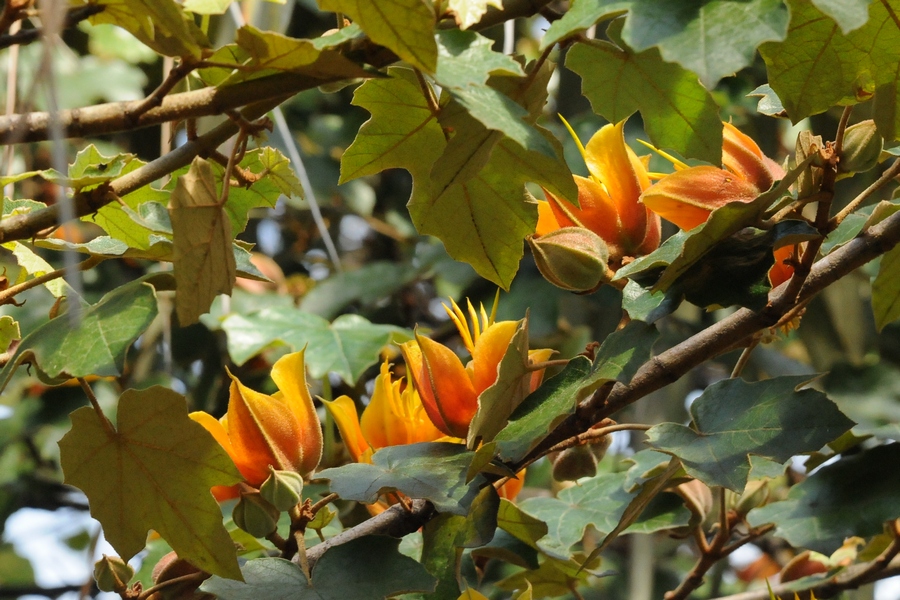 Изображение особи &times; Chiranthomontodendron lenzii.