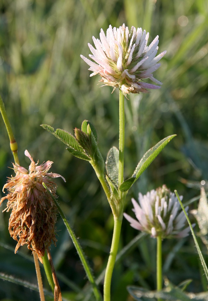 Изображение особи Trifolium ambiguum.