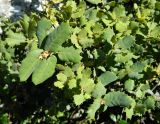 Quercus rotundifolia. Верхушки побегов. Испания, Андалусия, национальный парк Torcal de Antequera. Август 2015 г.