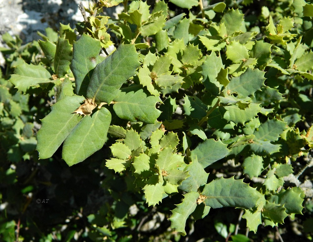 Image of Quercus rotundifolia specimen.