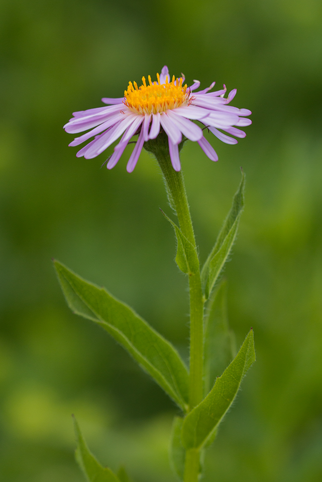 Изображение особи Aster alpinus.