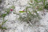 Vicia cinerea