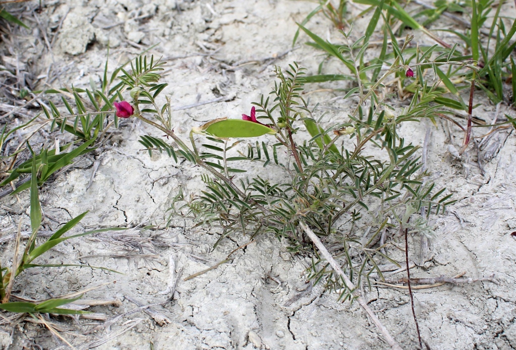 Изображение особи Vicia cinerea.