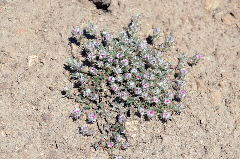 Image of Polygonum mezianum specimen.