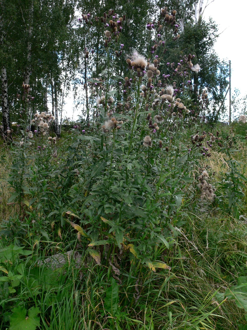 Изображение особи Cirsium setosum.