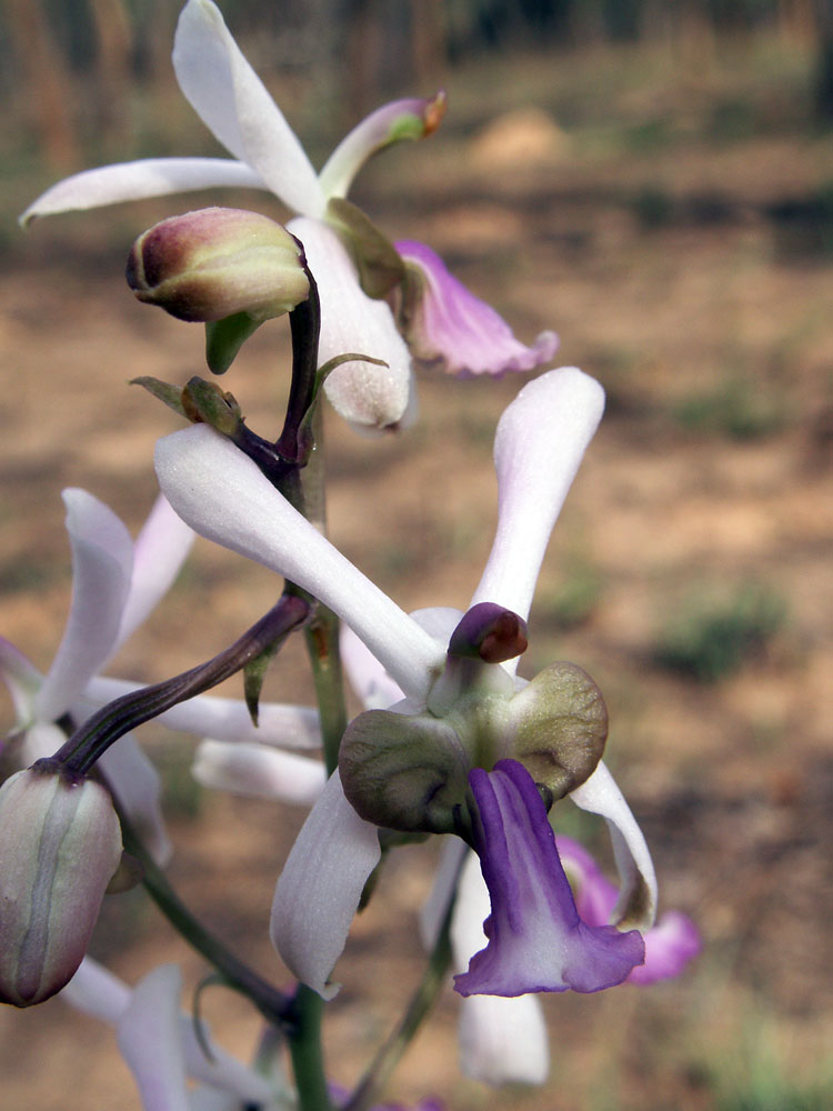 Изображение особи Eulophia livingstoniana.