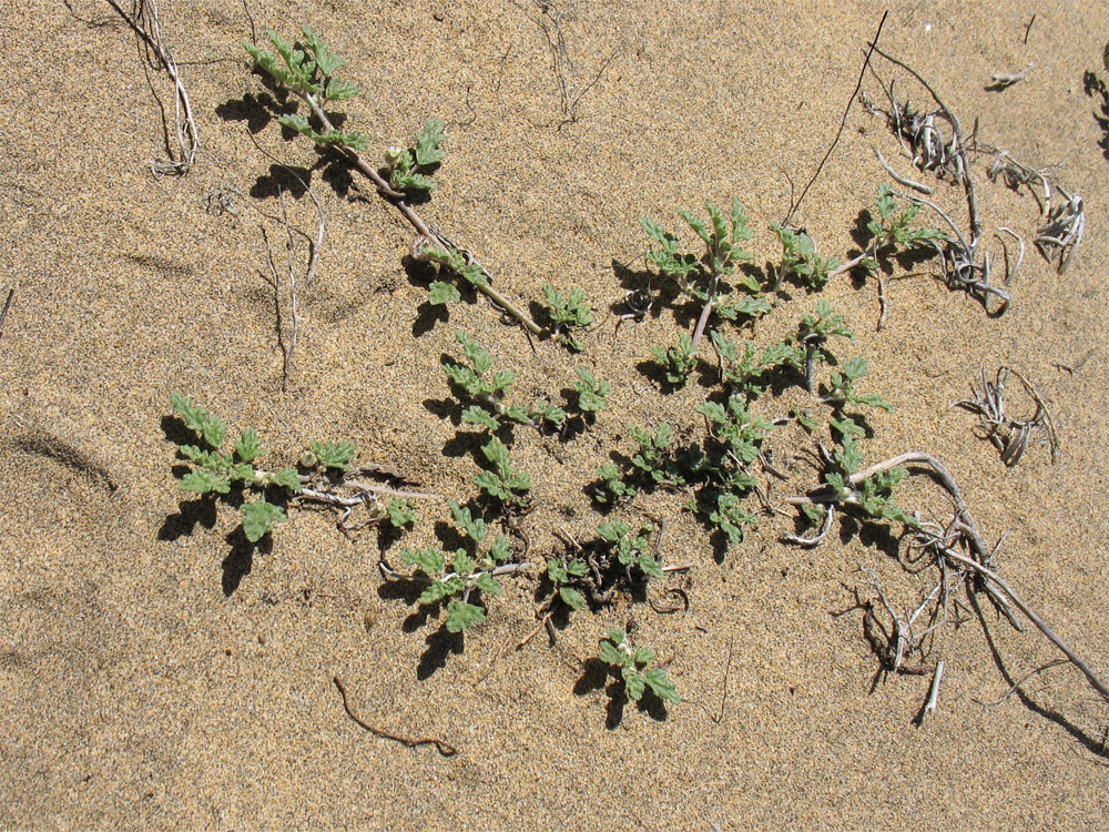 Изображение особи Neurada procumbens.