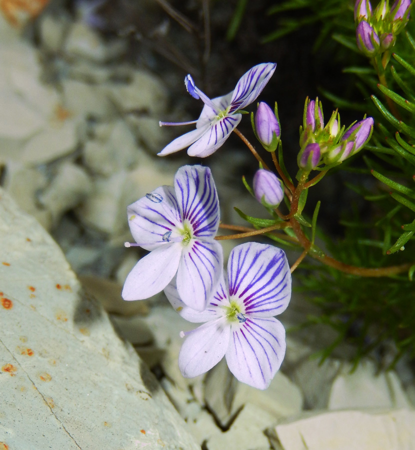 Image of Veronica filifolia specimen.