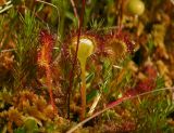 Drosera rotundifolia