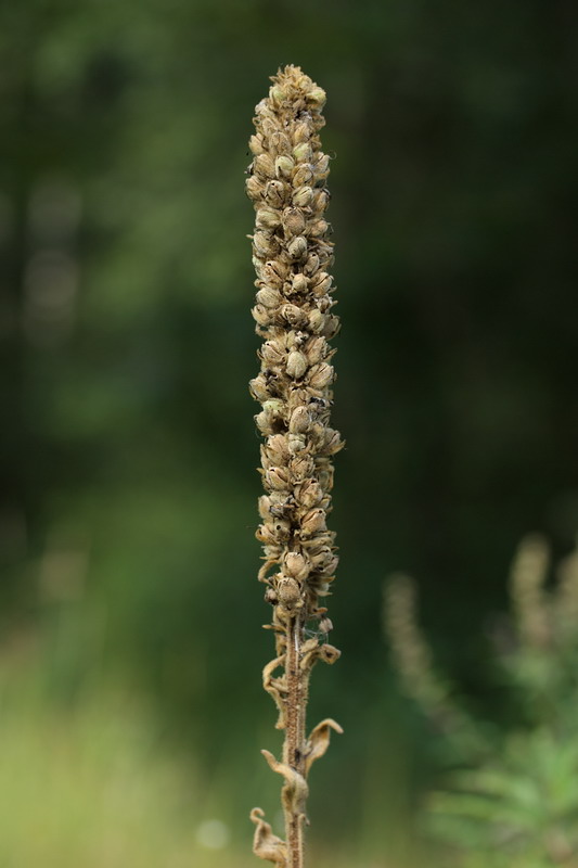 Image of Verbascum thapsus specimen.