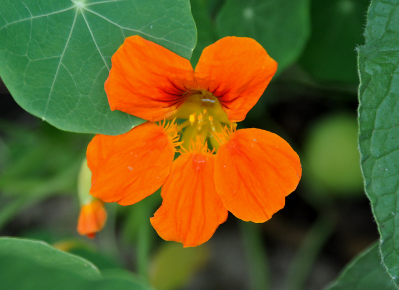 Изображение особи Tropaeolum majus.