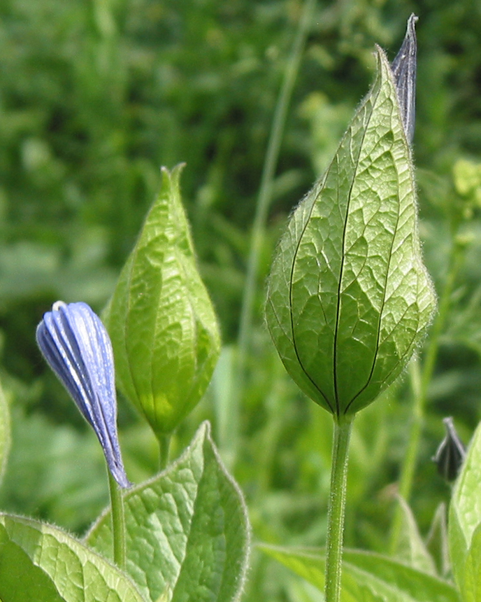 Image of Clematis integrifolia specimen.