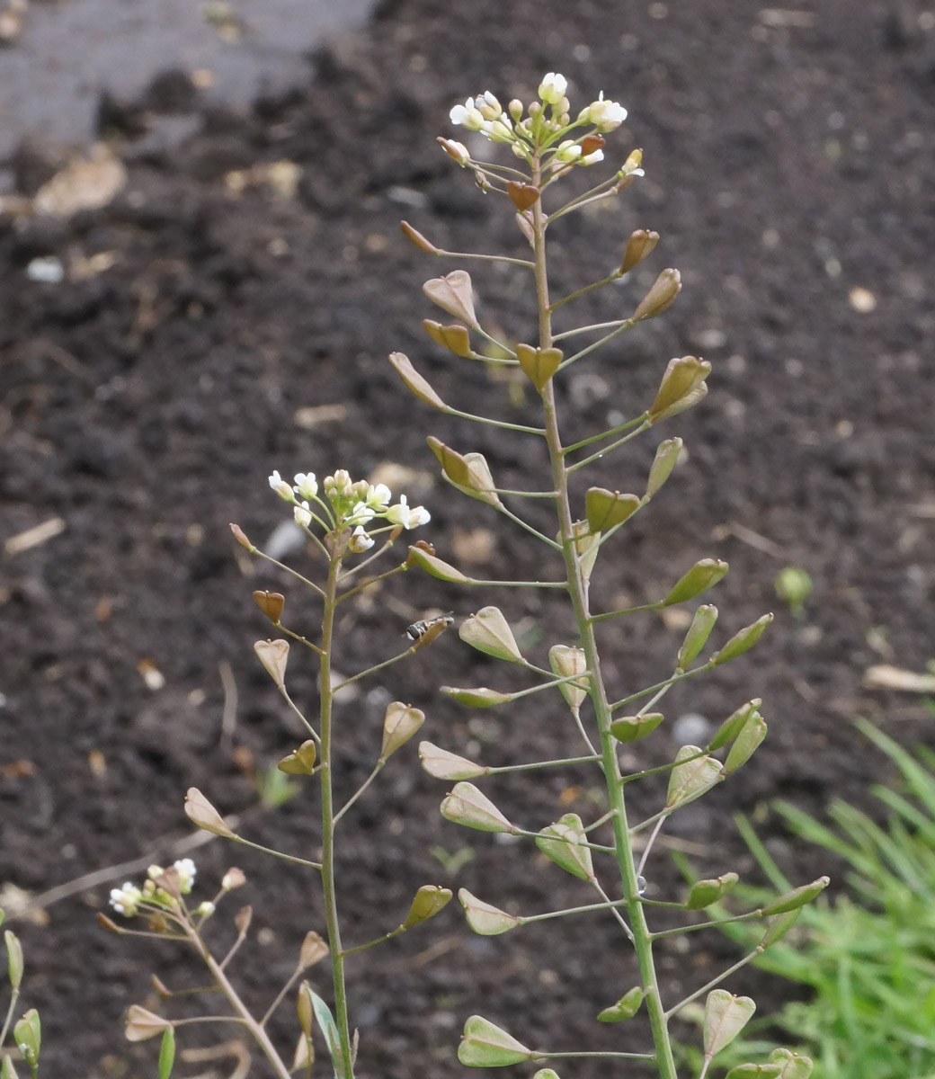 Изображение особи Capsella bursa-pastoris.