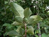 Malus domestica. Верхушка ветви. Челябинская обл., окр. г. Челябинск, Золотая горка, берёзовый лес. 30.06.2014.