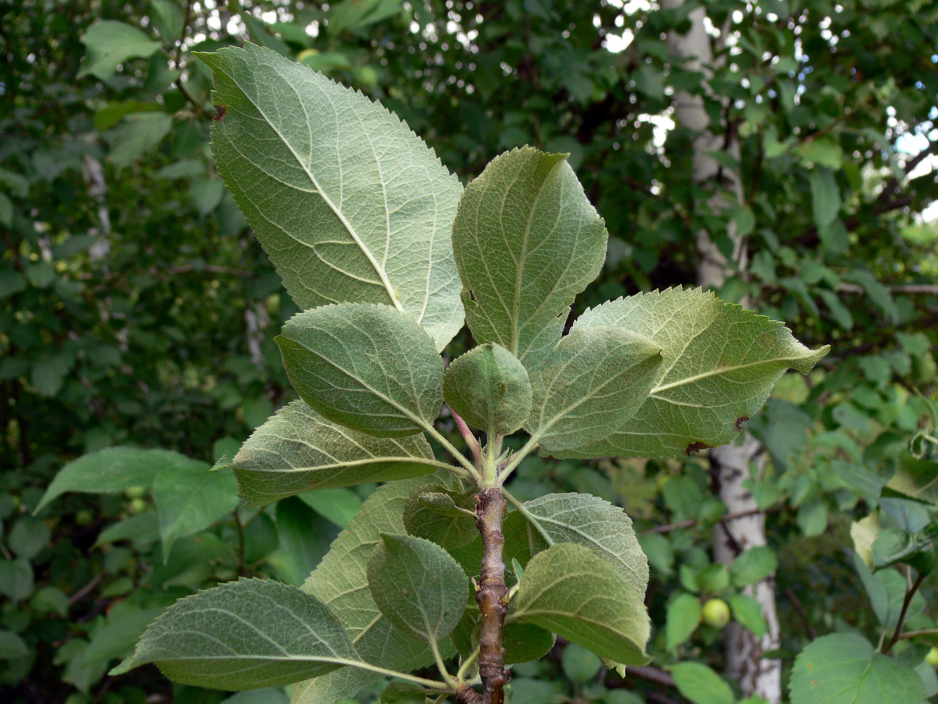 Image of Malus domestica specimen.