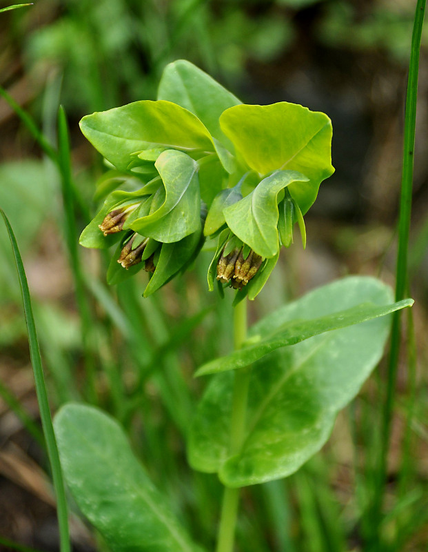 Image of Cerinthe glabra ssp. caucasica specimen.