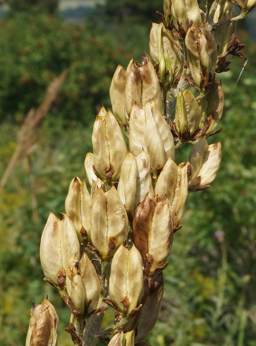 Изображение особи Veratrum nigrum.