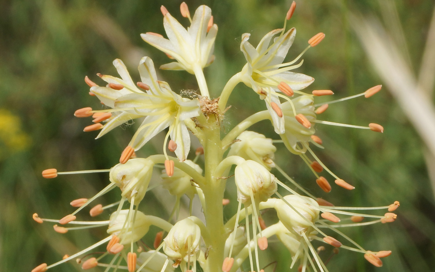 Изображение особи Eremurus altaicus.