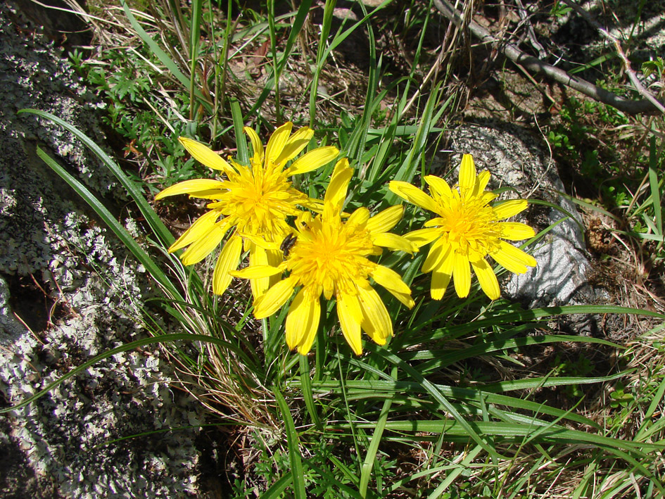 Изображение особи Scorzonera radiata.