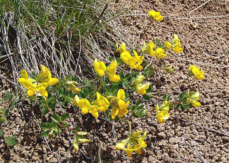 Image of Lotus caucasicus specimen.