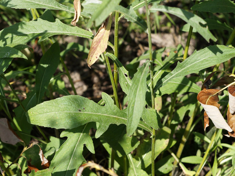 Image of Centaurea jacea specimen.