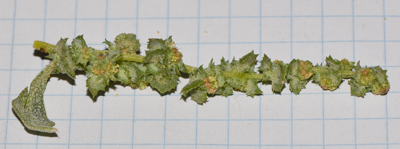 Image of Atriplex semilunaris specimen.
