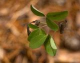 Chamaecytisus ruthenicus. Верхушка вегетирующего побега. Средний Урал, Пермский край, Кунгурский р-н, правый берег р. Сылва, подножие камня Межевой, край соснового бора. 9 апреля 2016 г.