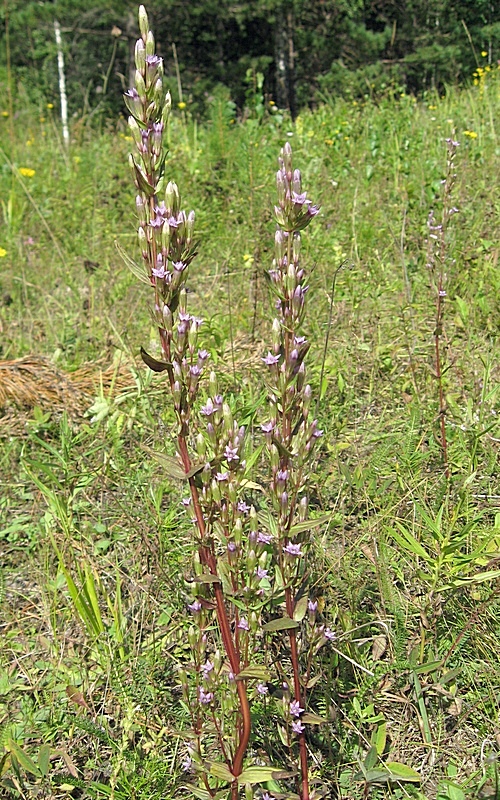 Изображение особи Gentianella amarella.