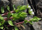 Stellaria neglecta