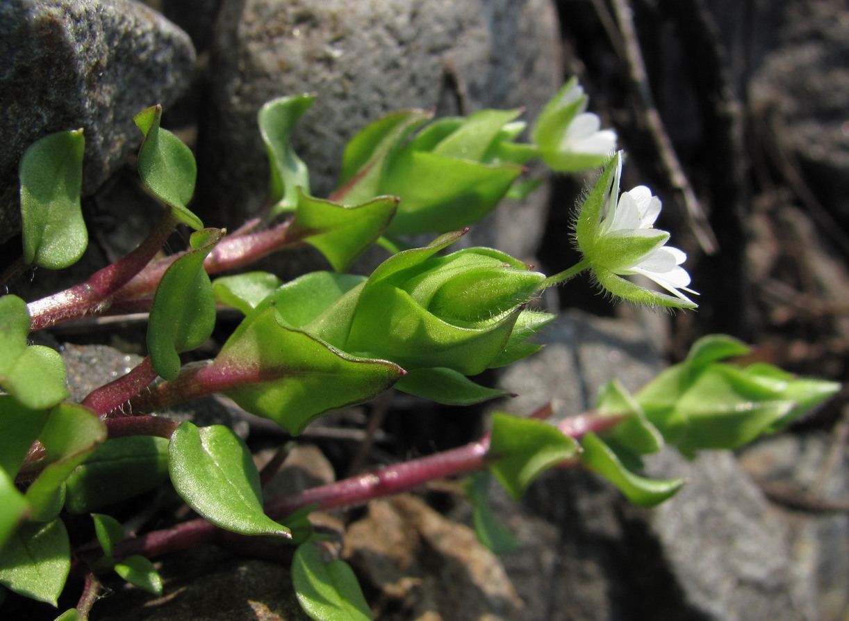 Image of Stellaria neglecta specimen.