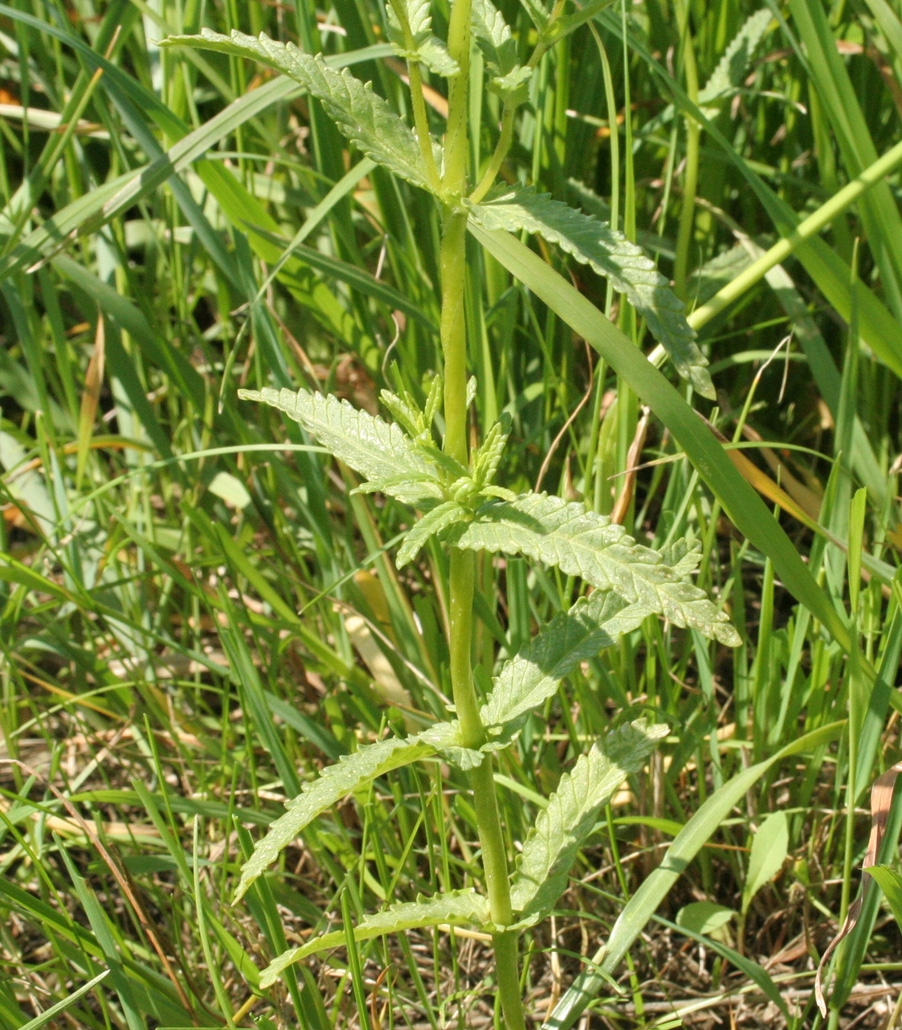 Изображение особи Rhinanthus aestivalis.