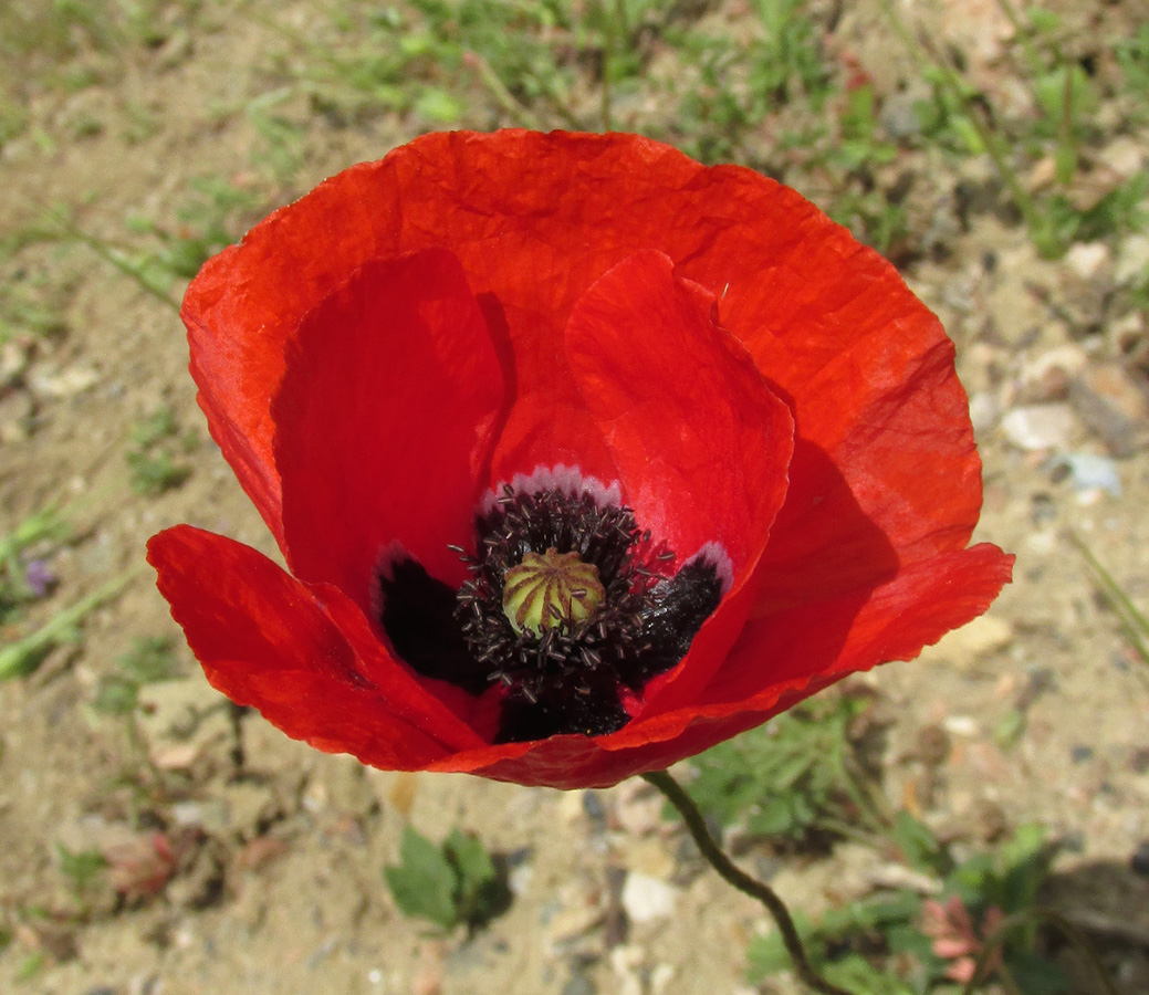 Image of Papaver rhoeas var. strigosum specimen.