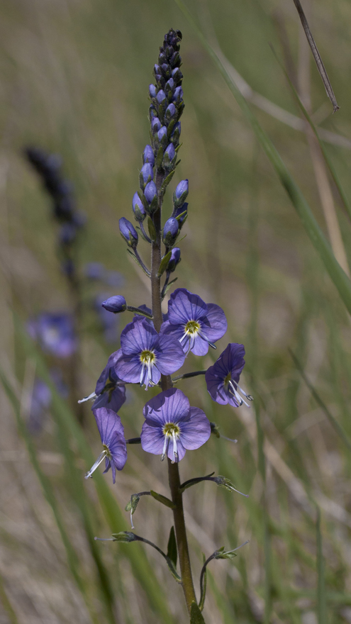 Image of Veronica gentianoides specimen.