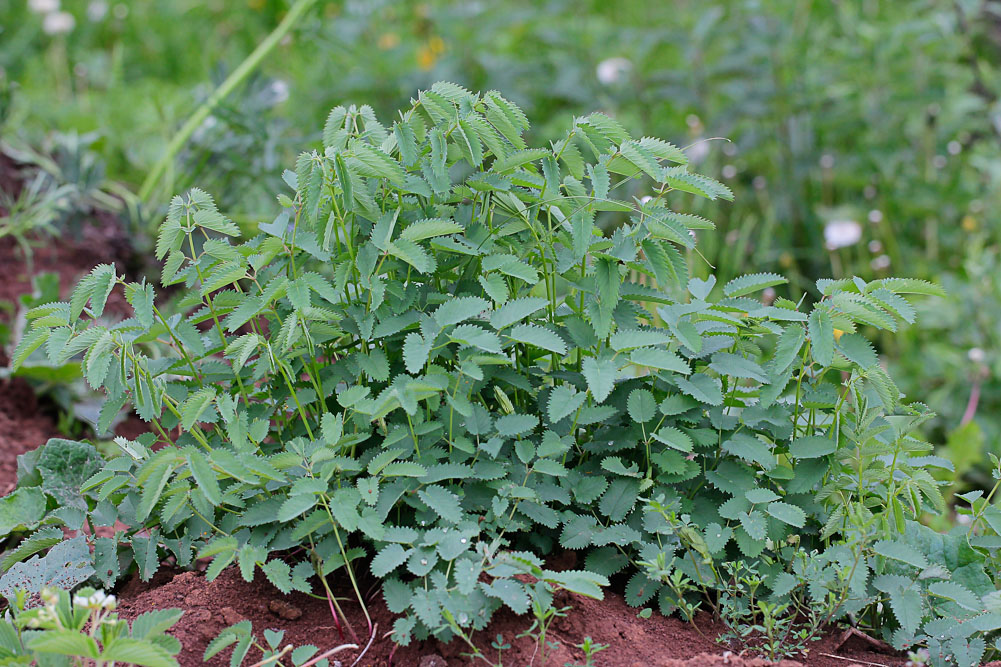 Изображение особи Sanguisorba officinalis.