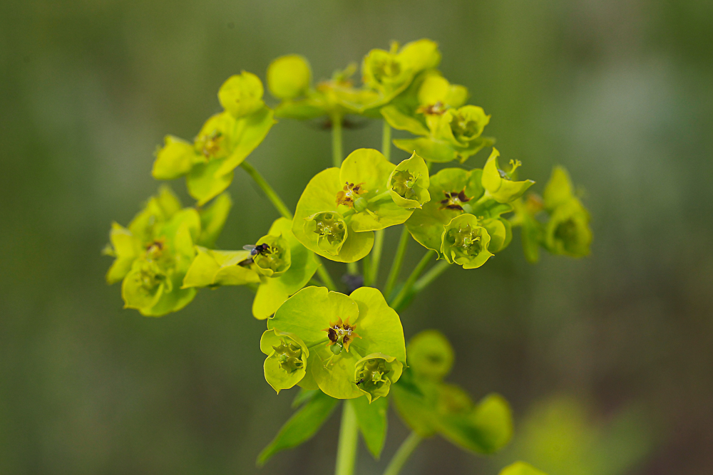 Image of Euphorbia virgata specimen.