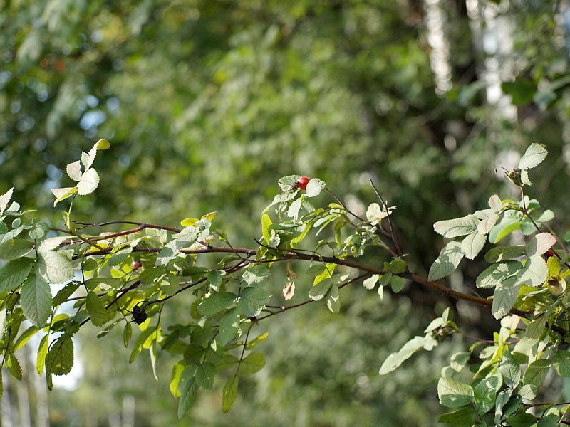 Image of genus Rosa specimen.