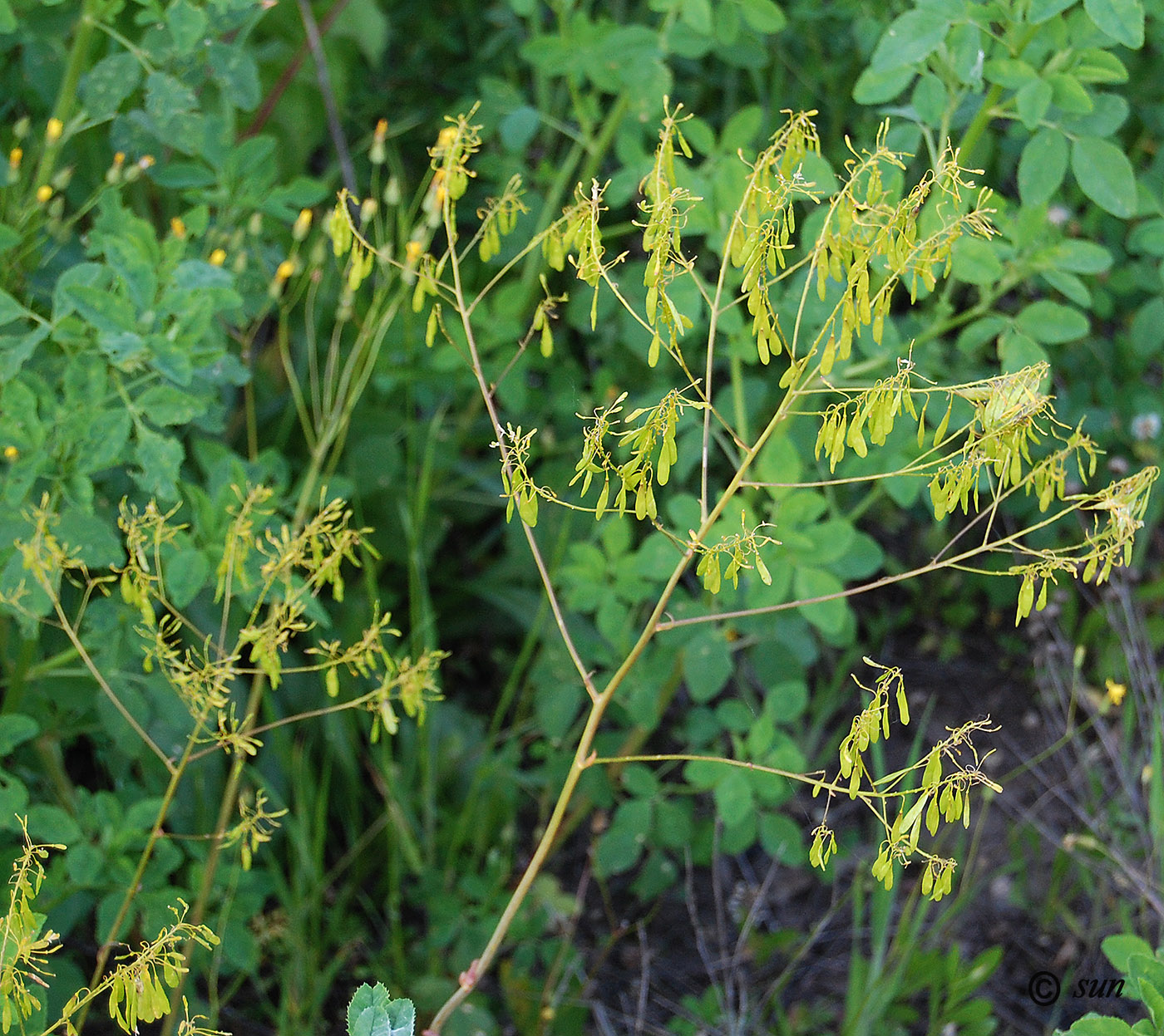 Изображение особи Isatis campestris.