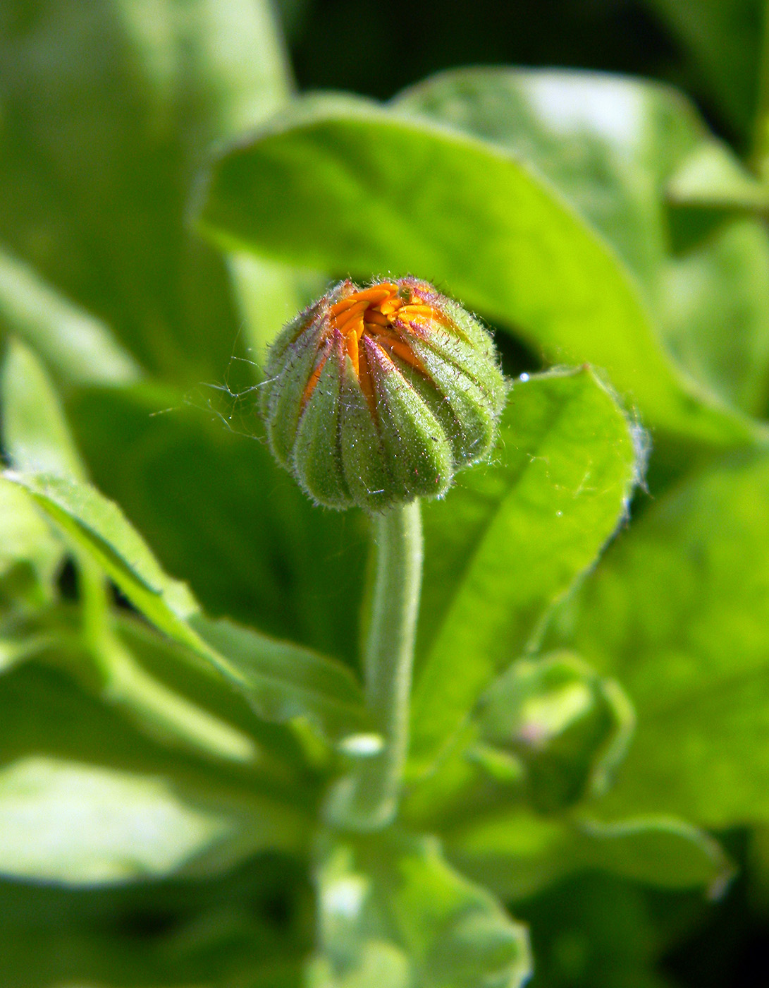 Изображение особи Calendula officinalis.