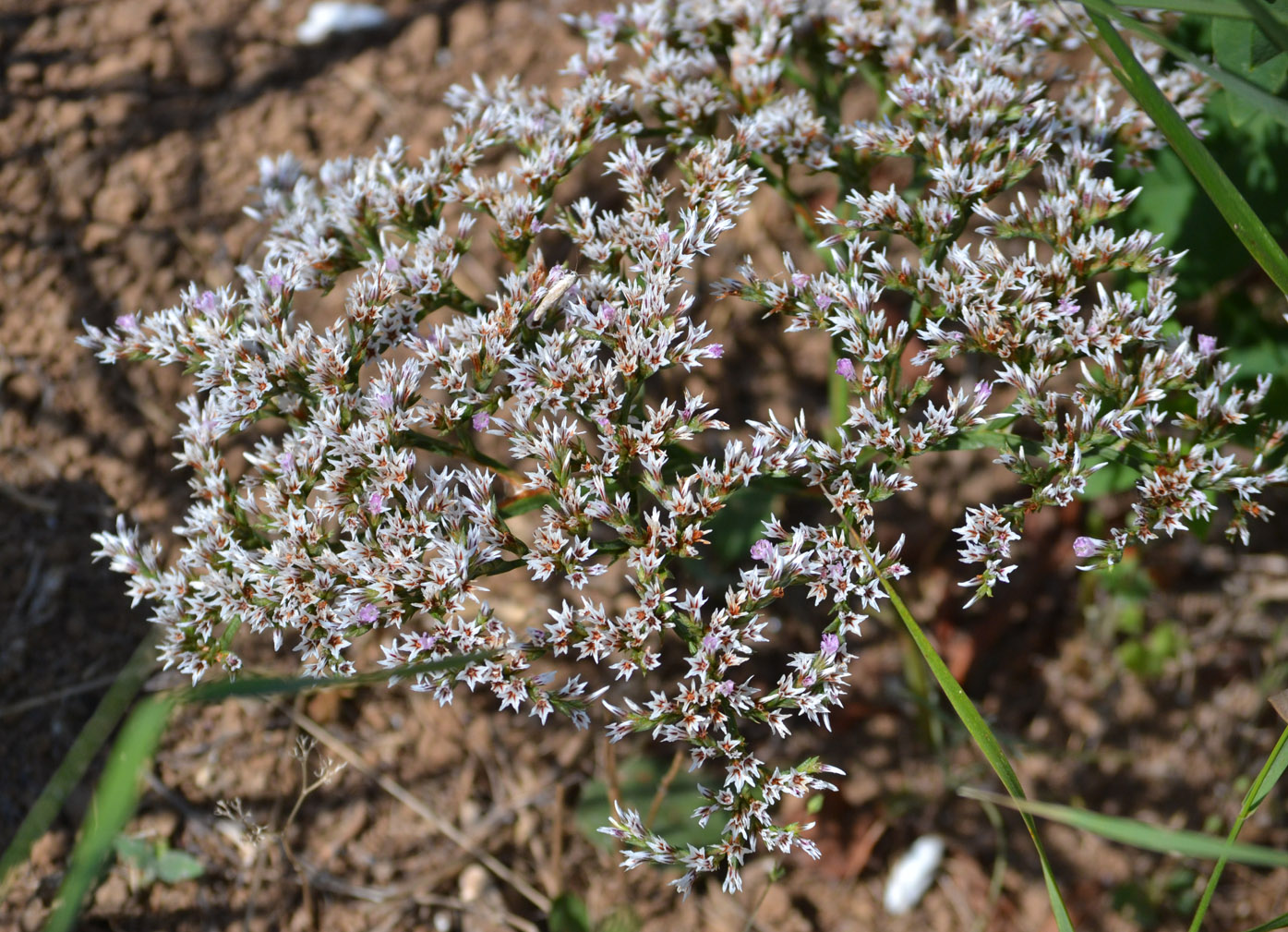 Image of Goniolimon tauricum specimen.