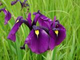 Iris ensata